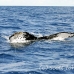whale_humpback_h_00868_dom3000.jpg